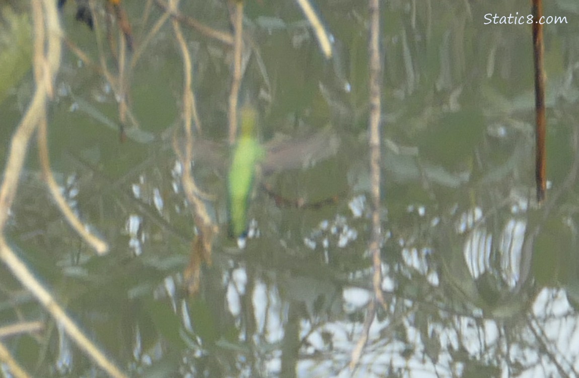 The back of a blurry hummingbird, flying in front of the water