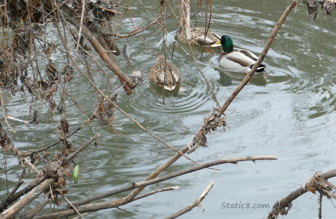 Three ducks paddling in the creek