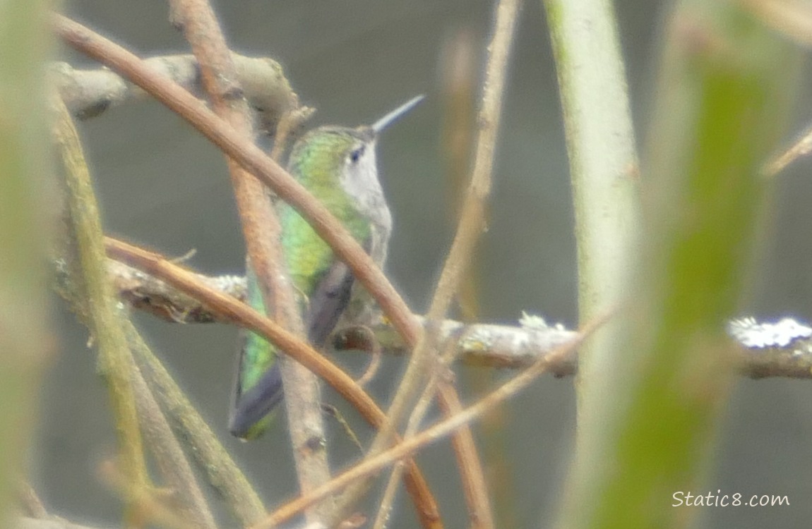 Anna Hummingbird standing on a twig, surrounded by twigs