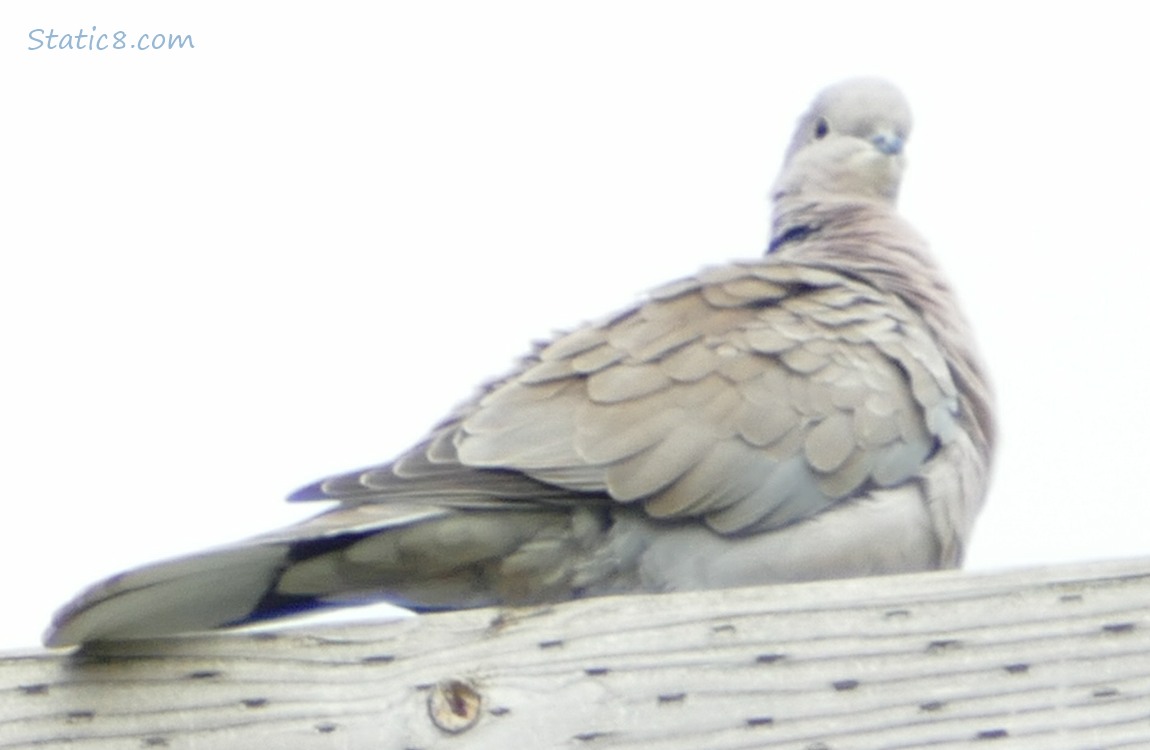 Eurasian Collared Dove on a power pole