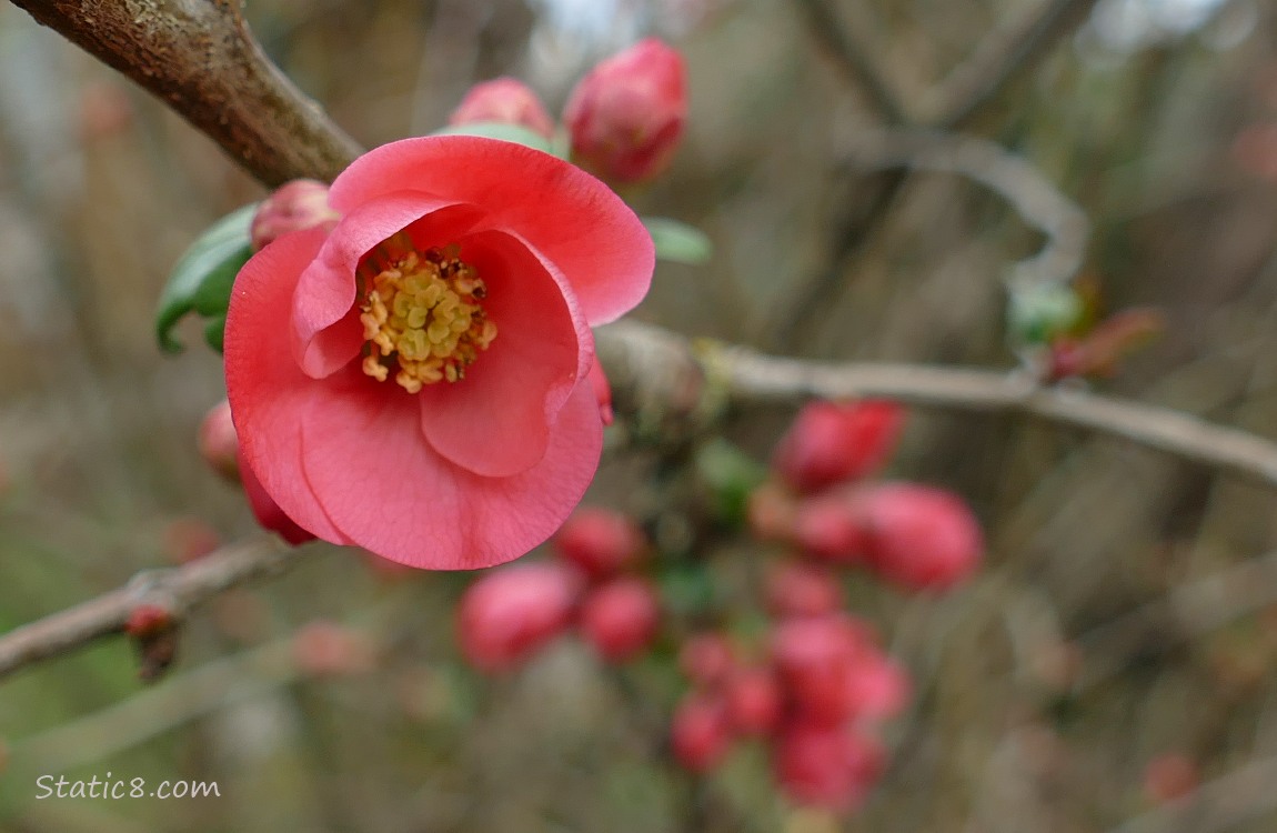 Flowering Quince blooms