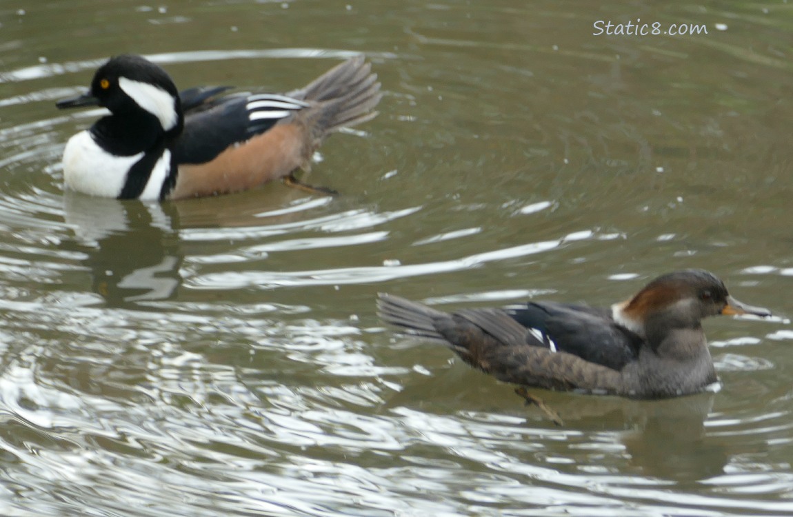 A pair of Hooded Mergansers, paddling on the water