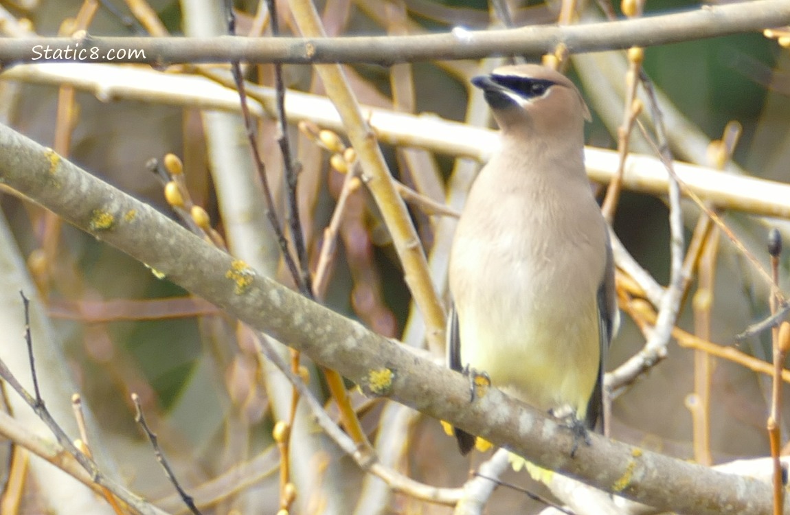 Cedar Waxwing standing on a branch, surrounded by sticks