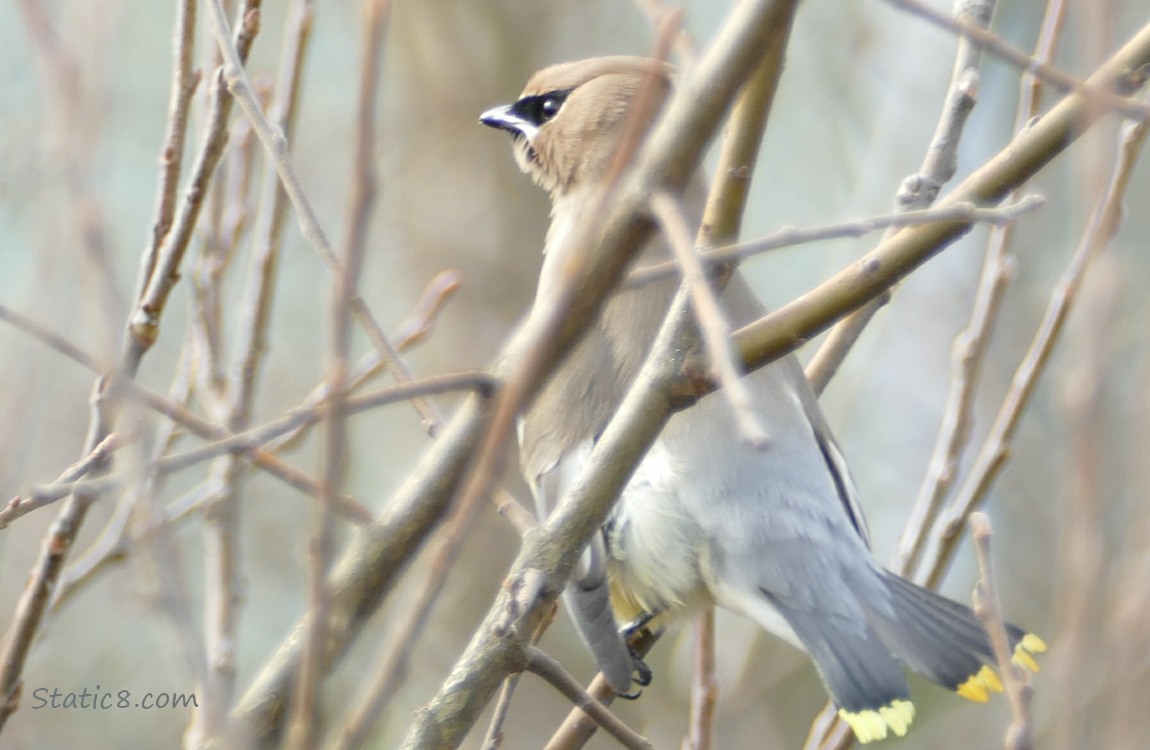 Cedar Waxwing  standing on a branch, surrounded by sticks