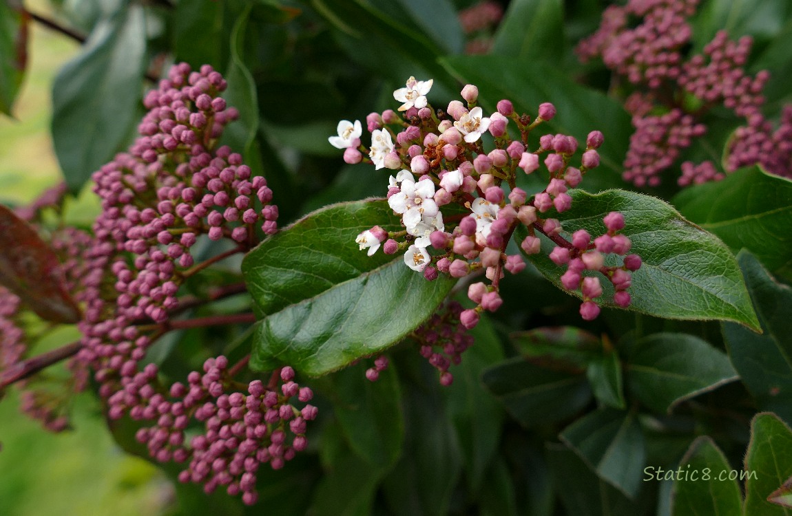 Laurustinus buds and leaves