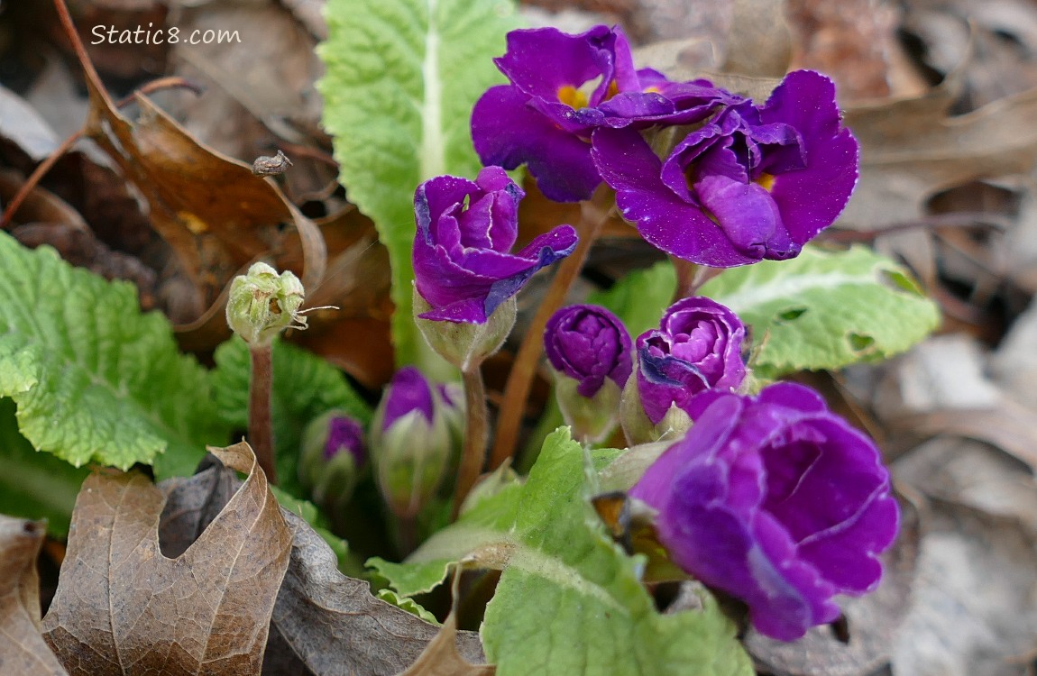 Purple Primrose blooms and leaves