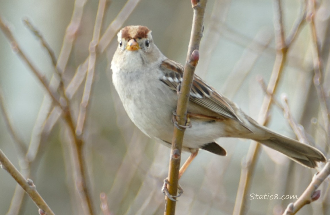 White Crown Sparrow standing on a diagonal twig