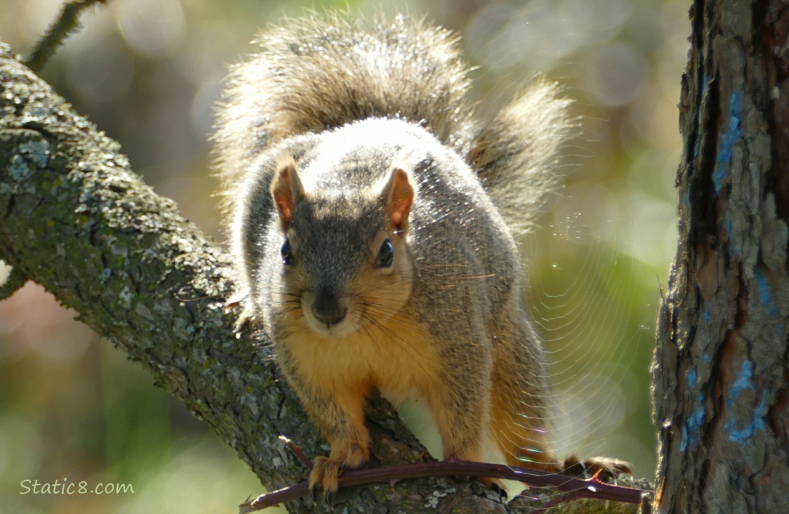 Squirrel standing on a branch next to a spider web