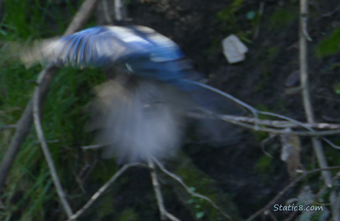 Steller Jay flies away