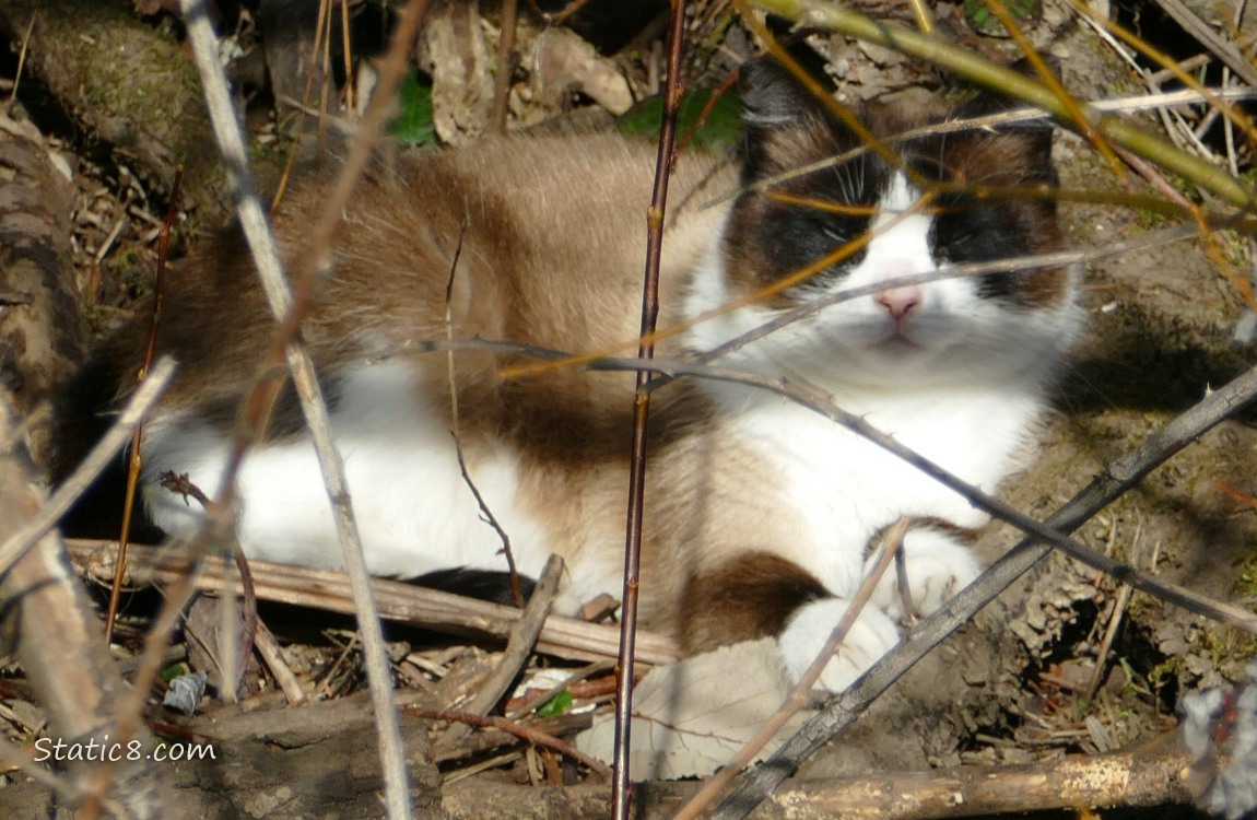 Tuxedo Siamese coloured cat napping behind sticks