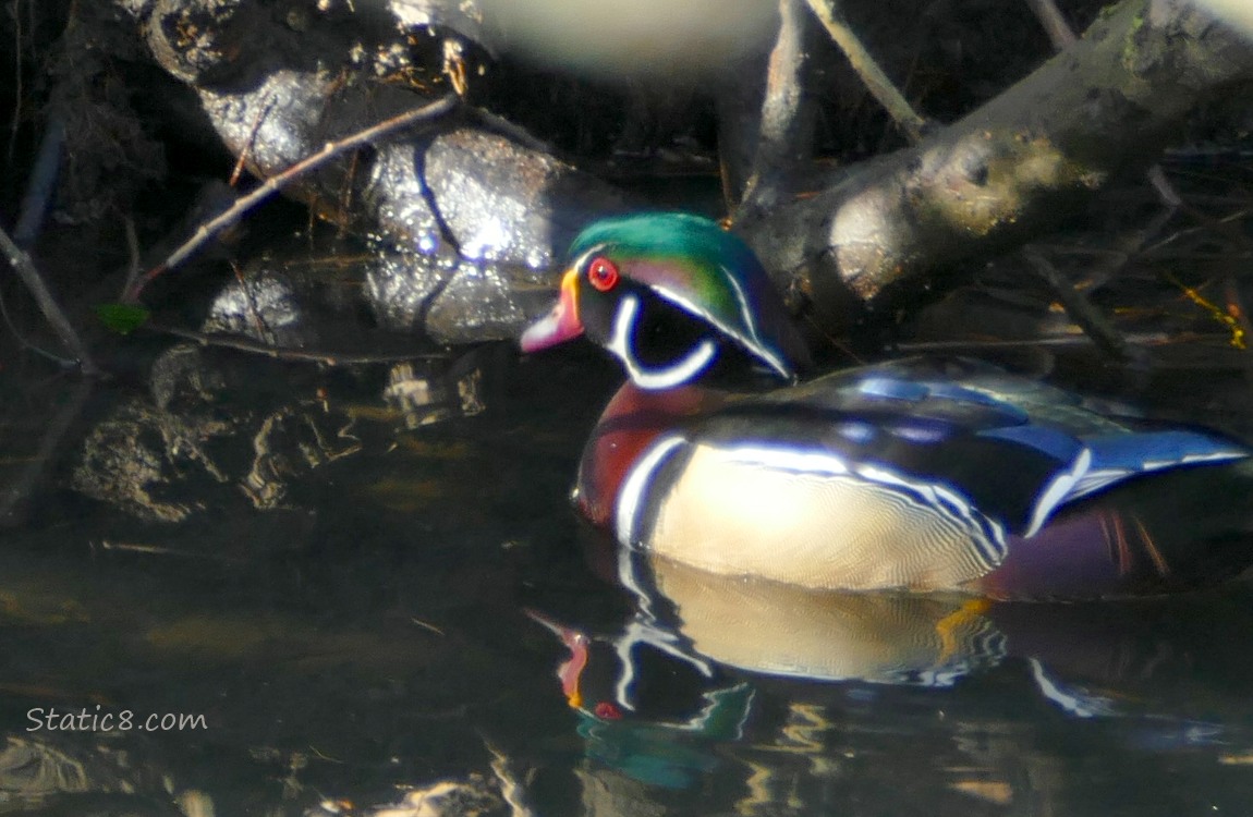 Male Wood Duck paddling in the water next to the bank