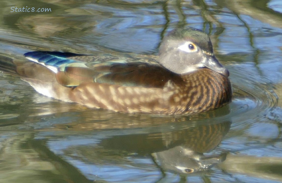 Female Wood Duck paddling in the sun