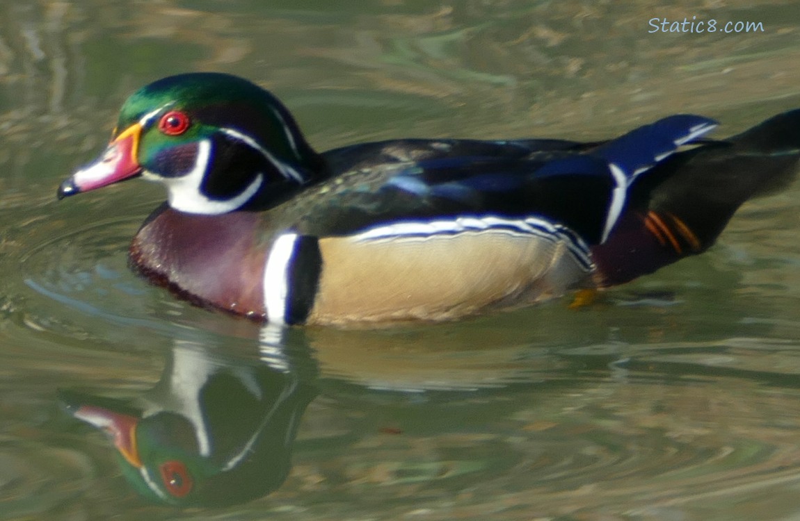 Male Wood Duck paddling in the sun