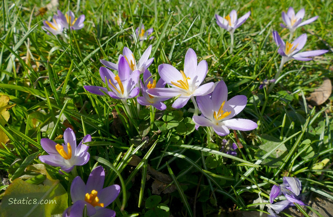 Pale purple Crocus blooms in the grass