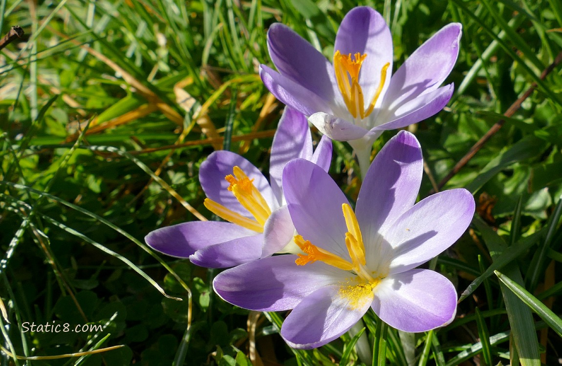 Pale purple Crocuses