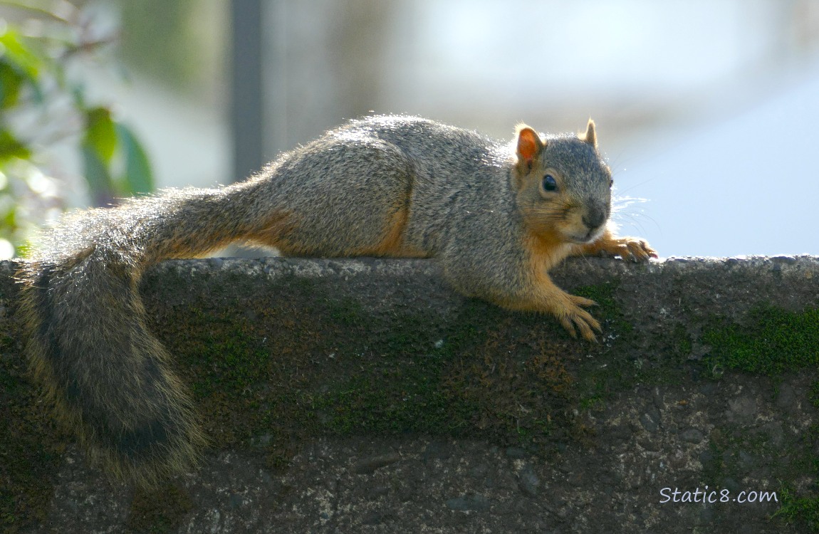 Squirrel laying at the top step, with on arm draped down