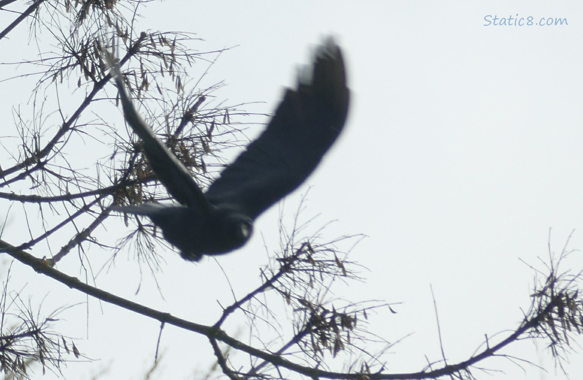 Crow flies from the bare tree