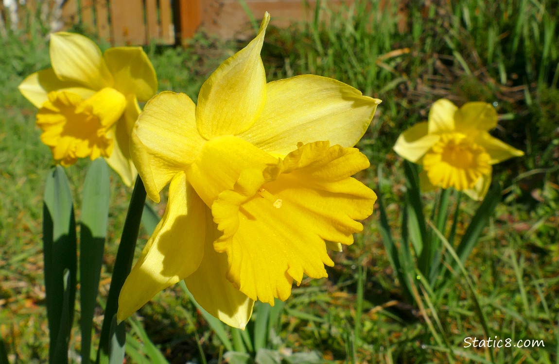 Daffodil blooms