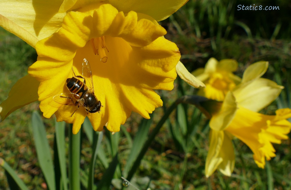 Hoverfly on a Daffodil bloom