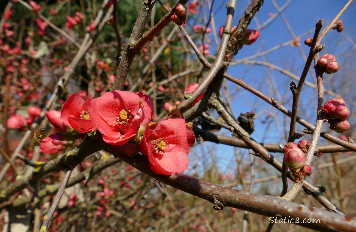Flowering Quince blooms