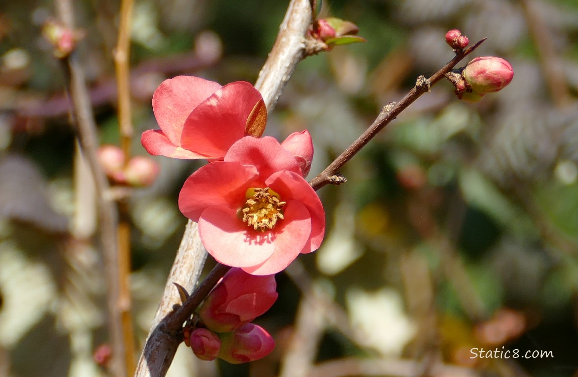 Flowering Quince blooms