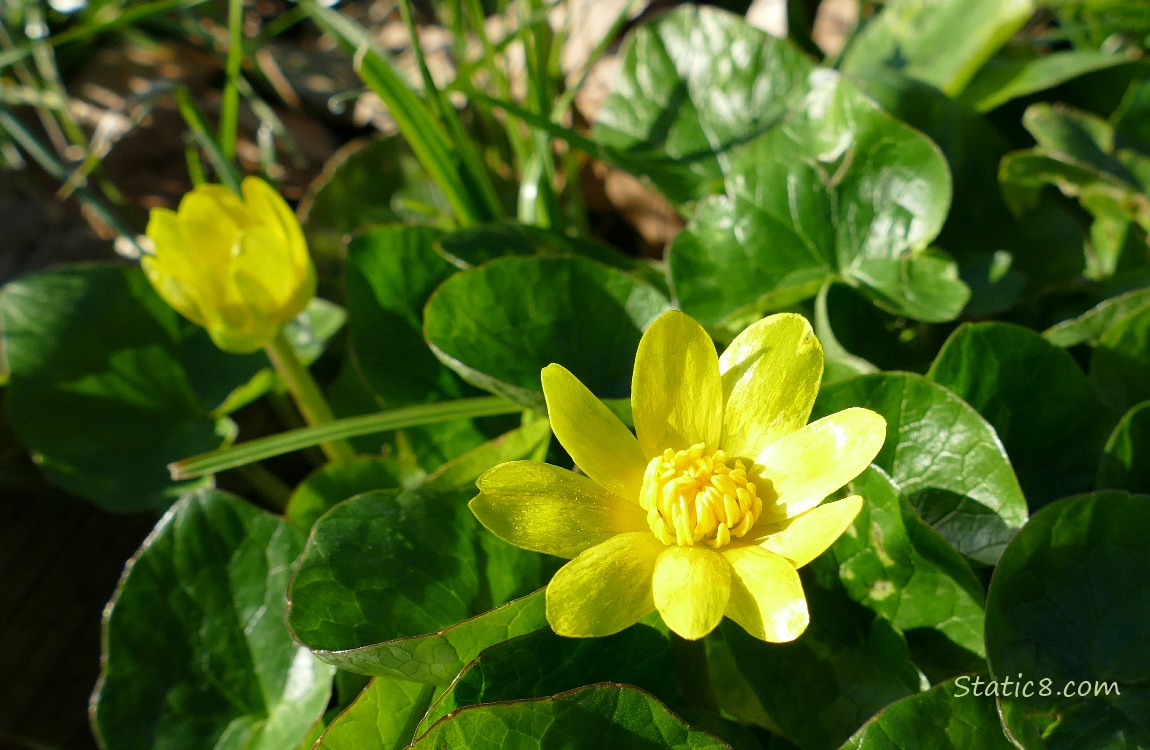 Lesser Celandine blooms