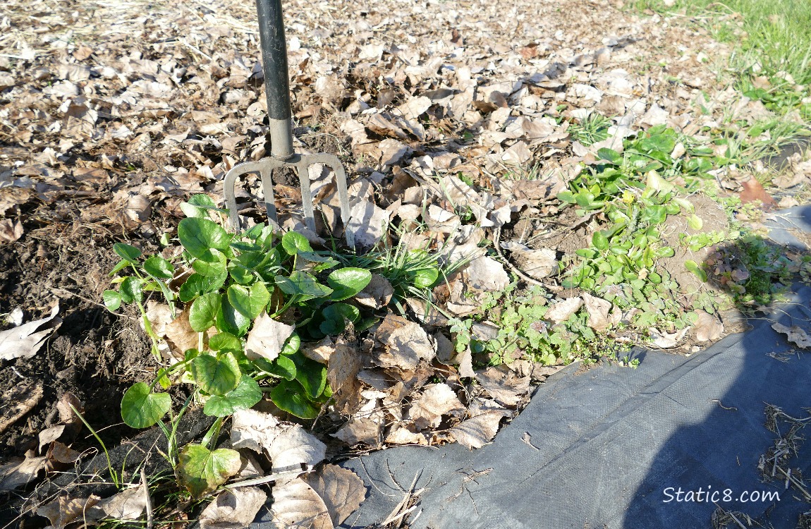 Clump of Lesser Celandine and a garden fork stuck into the ground behind it