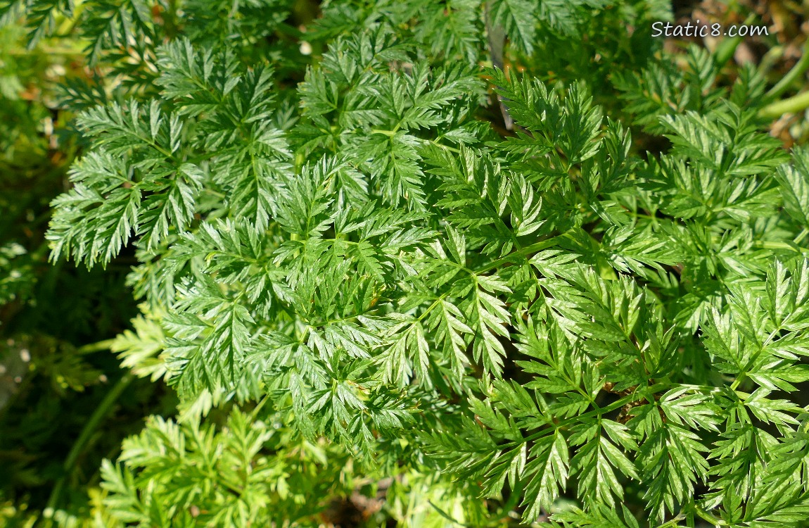 Poison Hemlock leaves