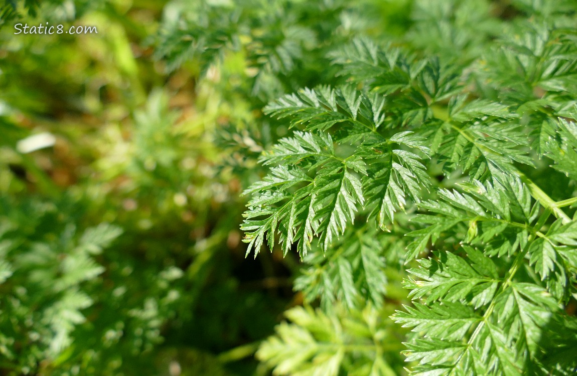 Leaves of Poison Hemlock