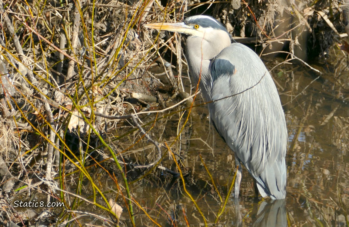 Great Blue Heron standing in shallow water near the bank