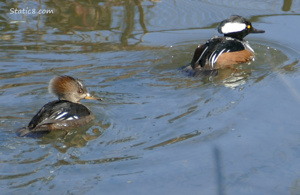 A pair of Hooded Mergansers, paddling away on the water