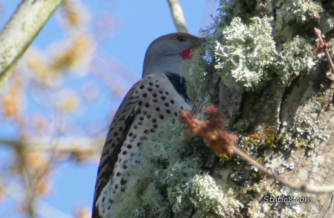 Northern Flicker standing on the side of a mossy tree trunk