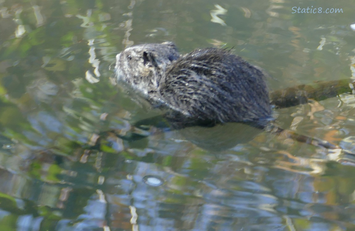 Nutria sitting on a sunken stick in the water
