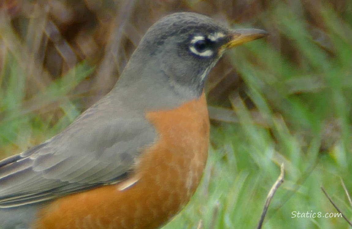 Close up of a Robin