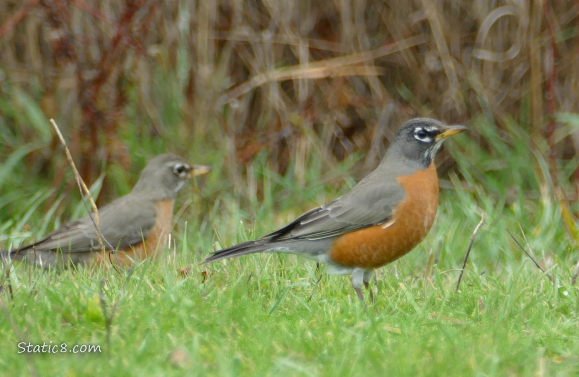 Robins standing in the grass