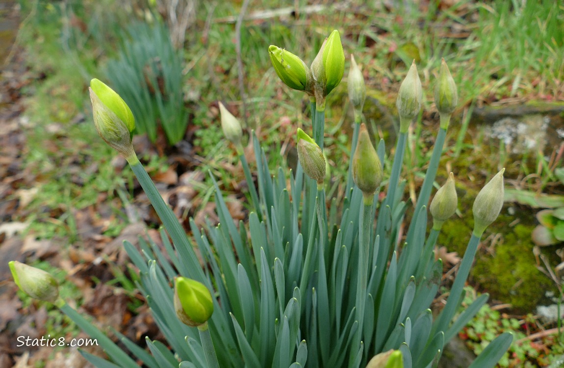 Daffodil buds