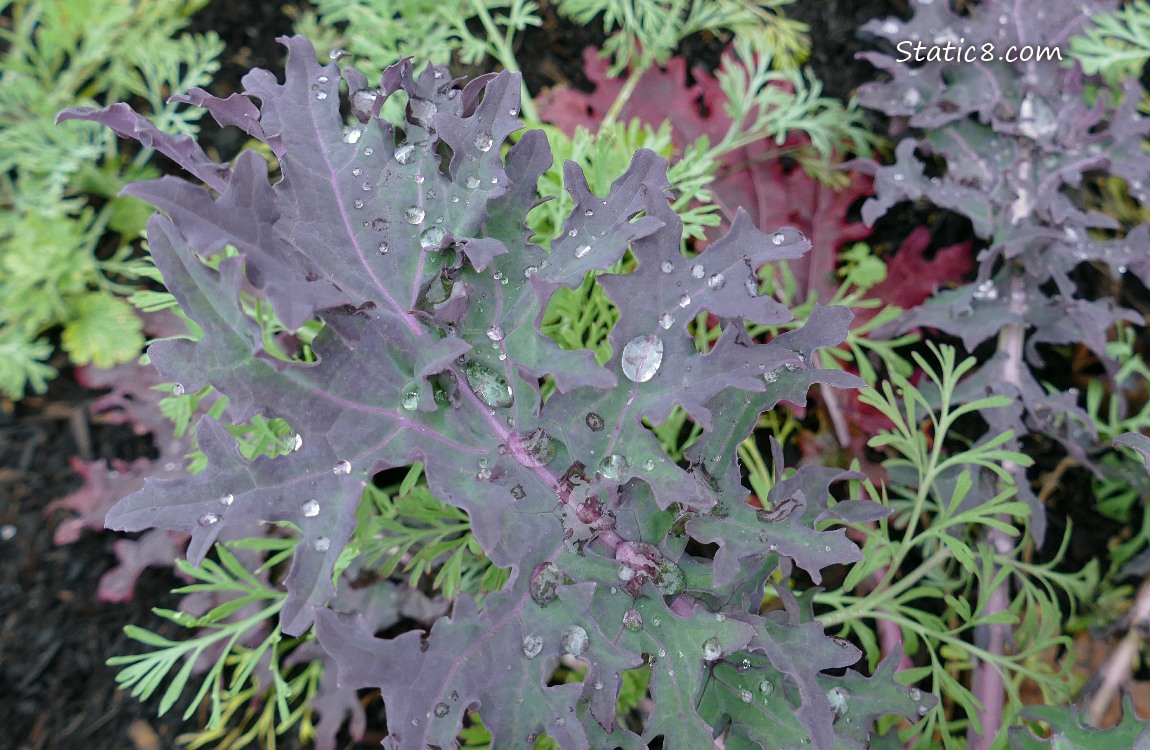 purple leafy greens with raindrops