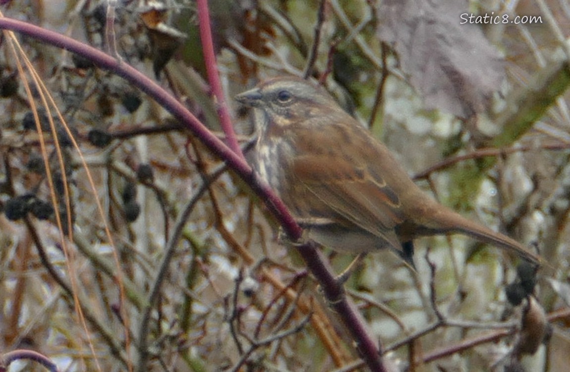 Song Sparrow standing in a mess of sticks