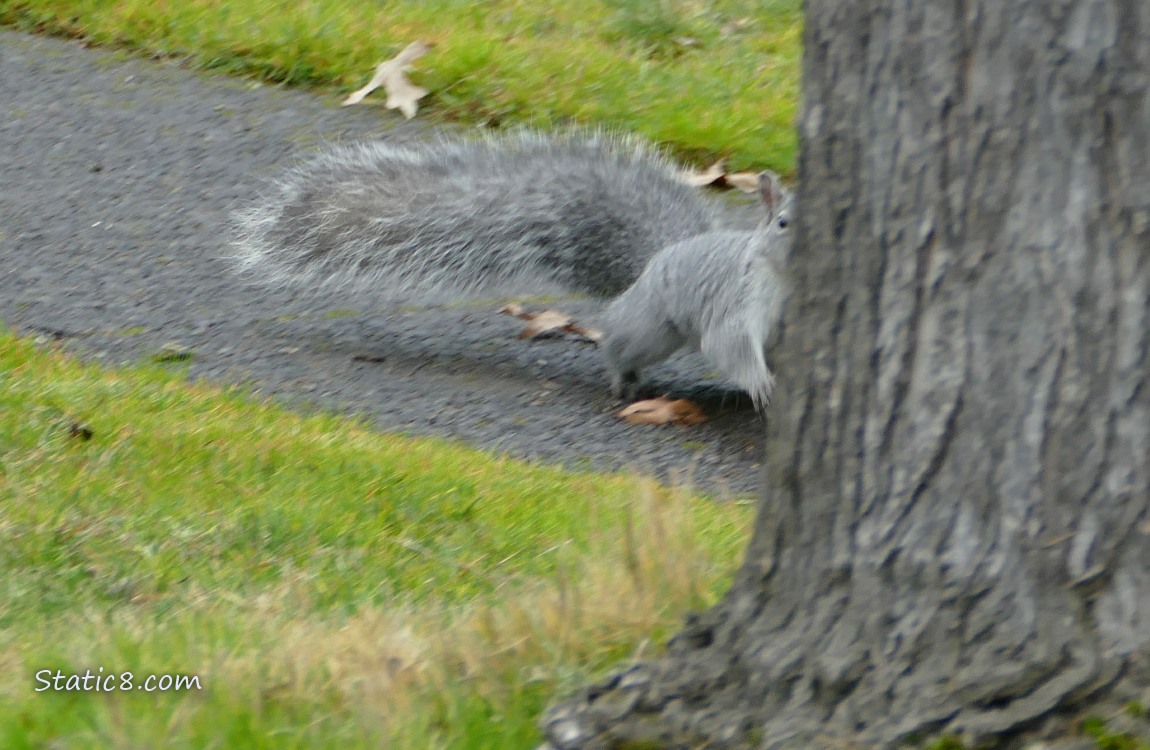 Western Grey Squirrel running behind a tree