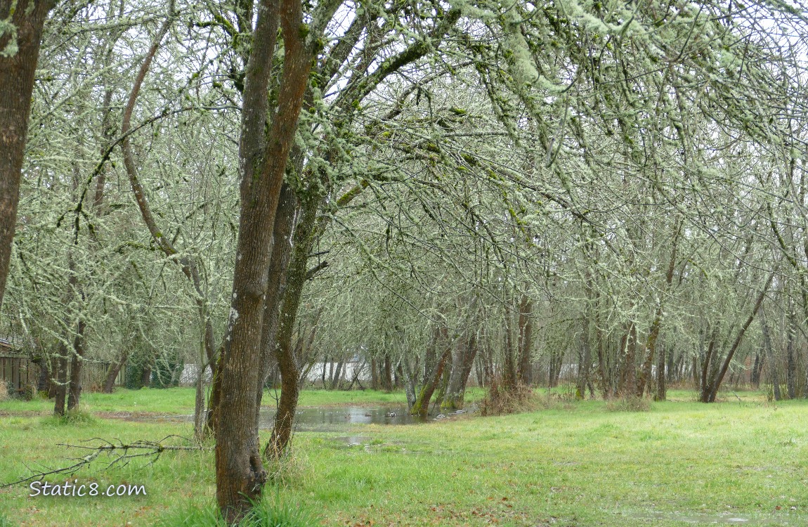 Puddle in the grass under the trees