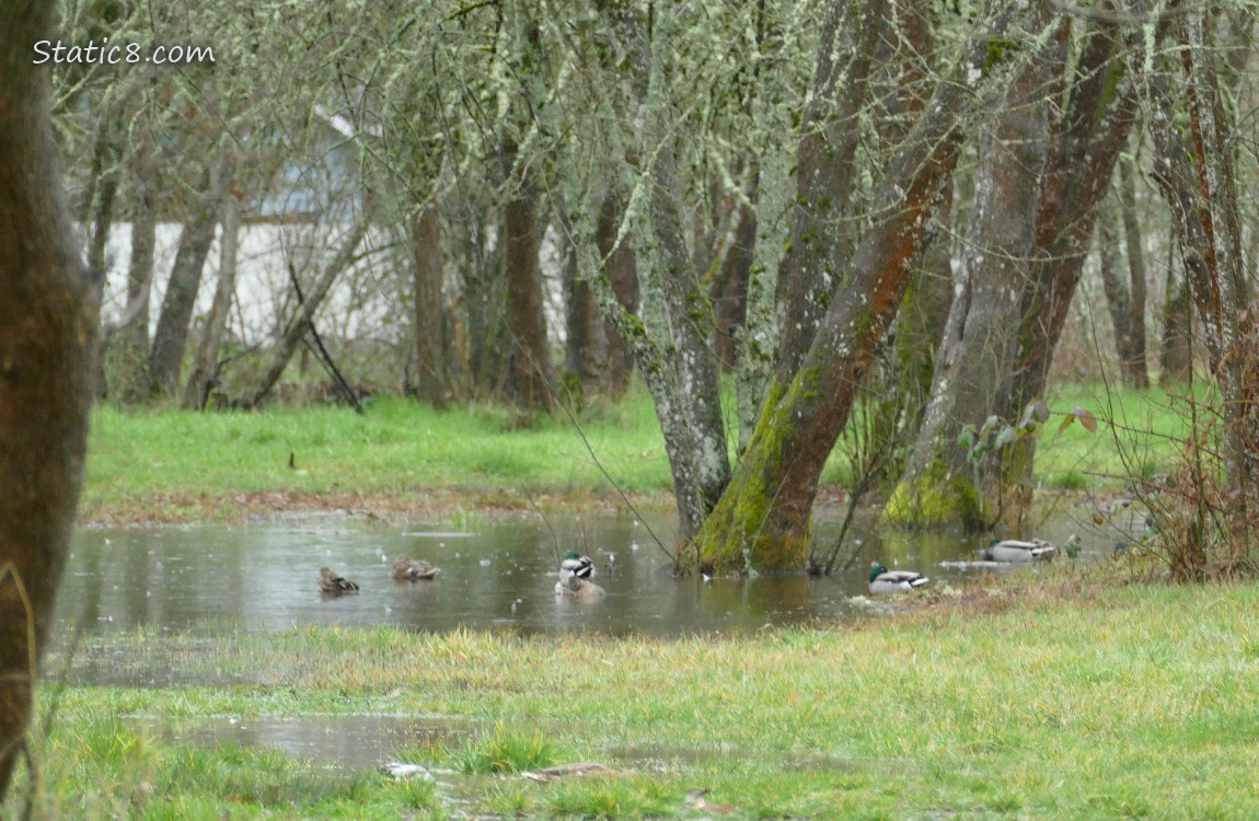 Ducks in a puddle in the grass, under the trees