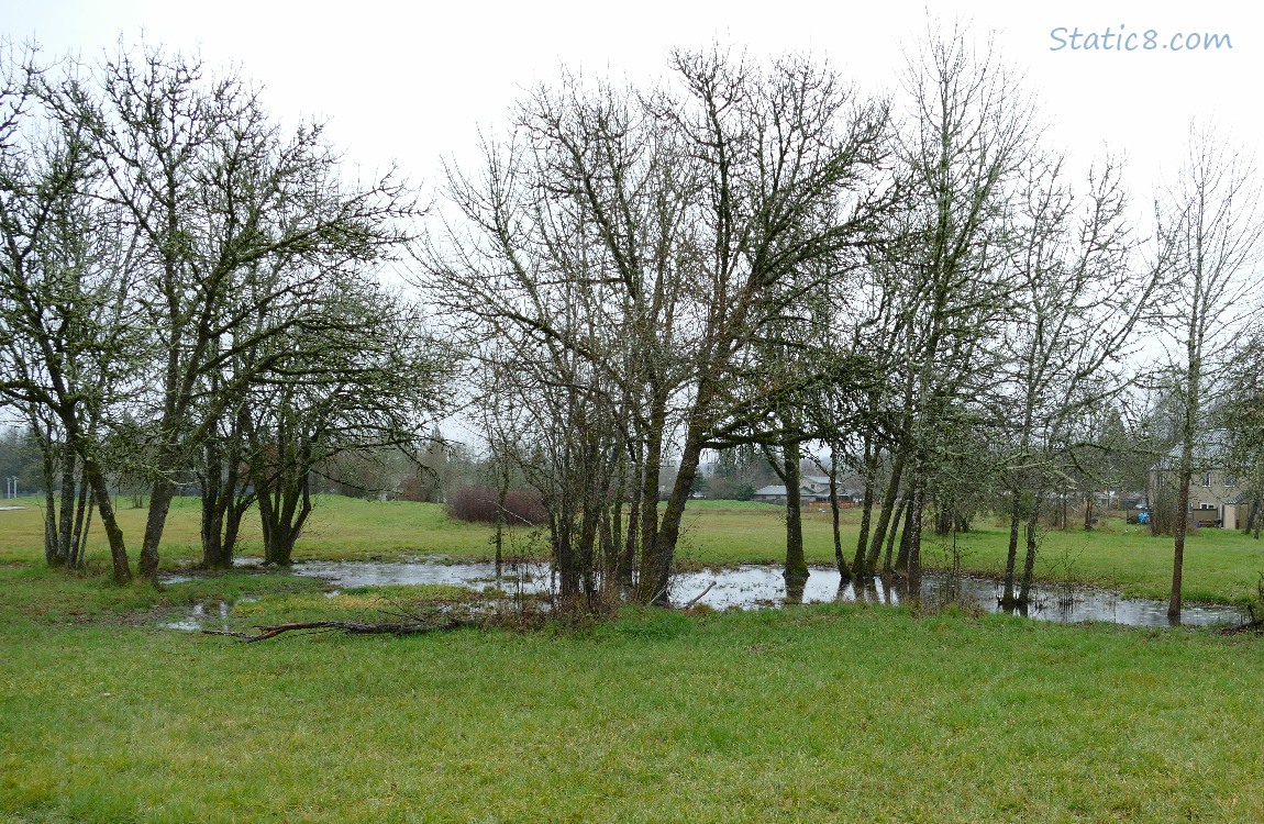 A puddle in the grass under the trees
