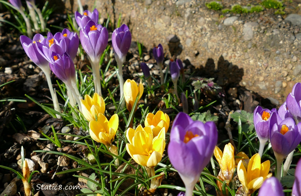Purple and yellow Crocus blooms