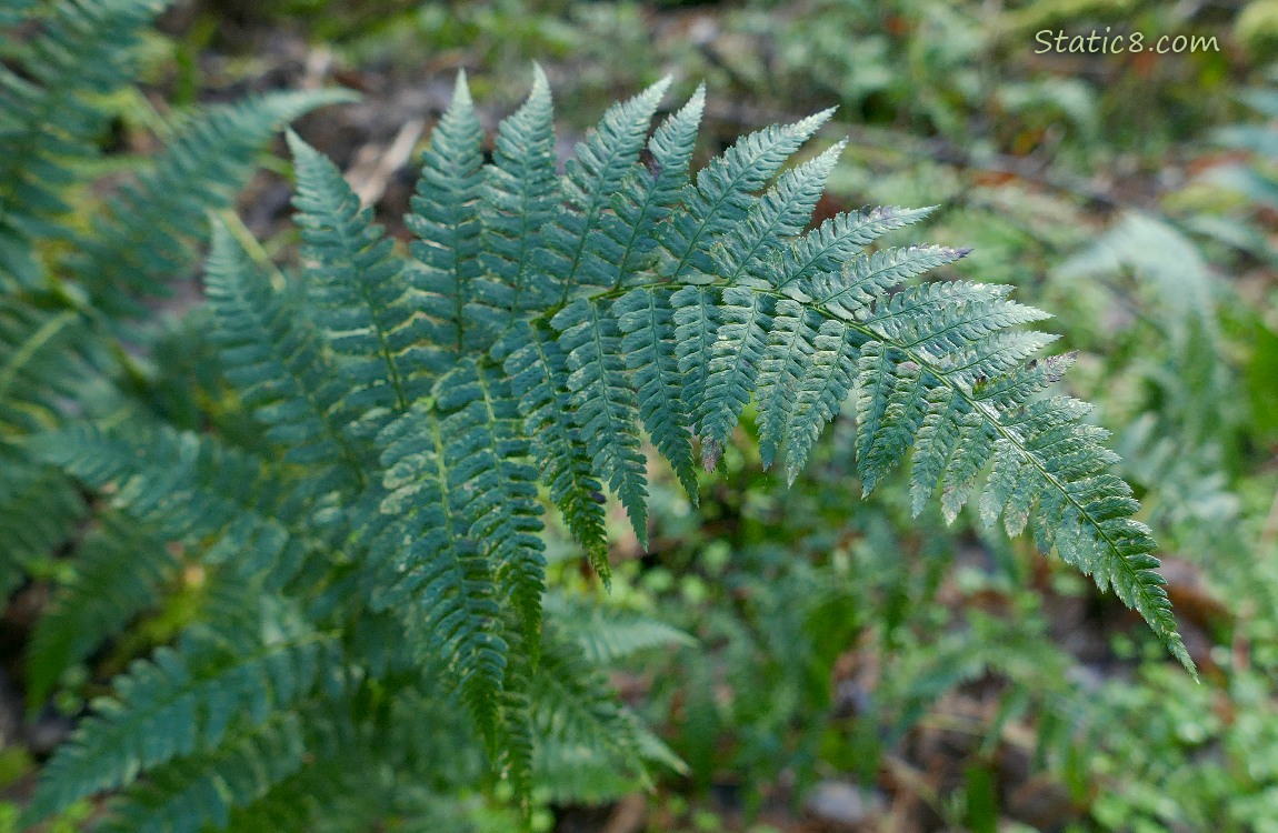 Ferns on the forest floor