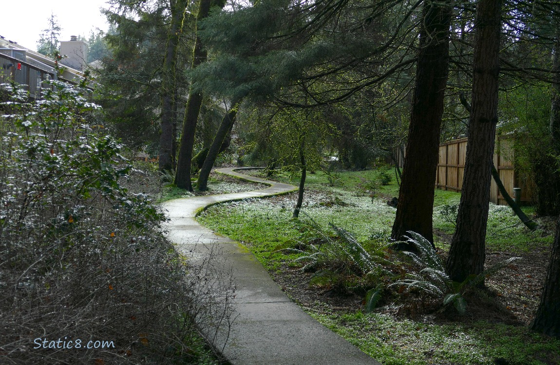 Paved path thru some trees