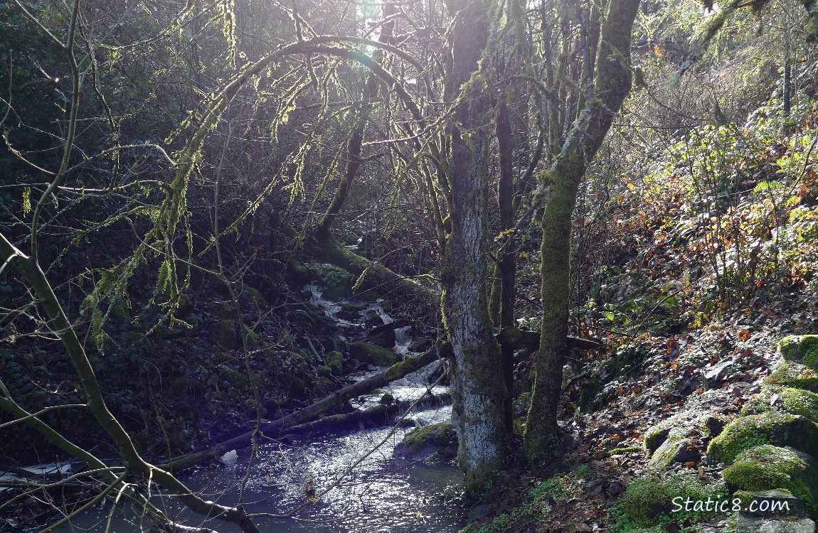 Waterfall under mossy trees