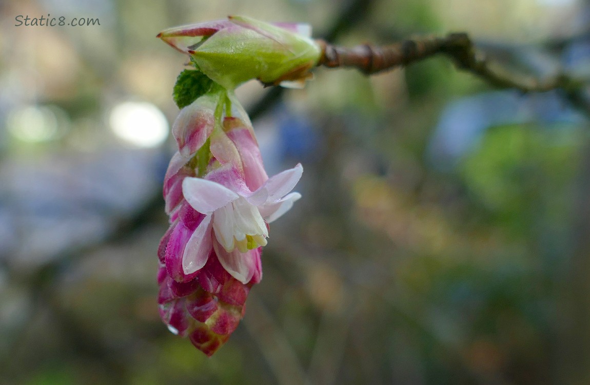 Single bloom of Red Flowering Currant
