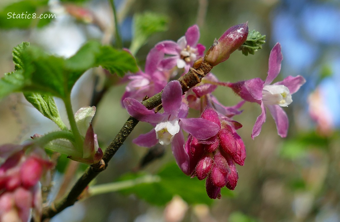 Red Flowering Currant blooms