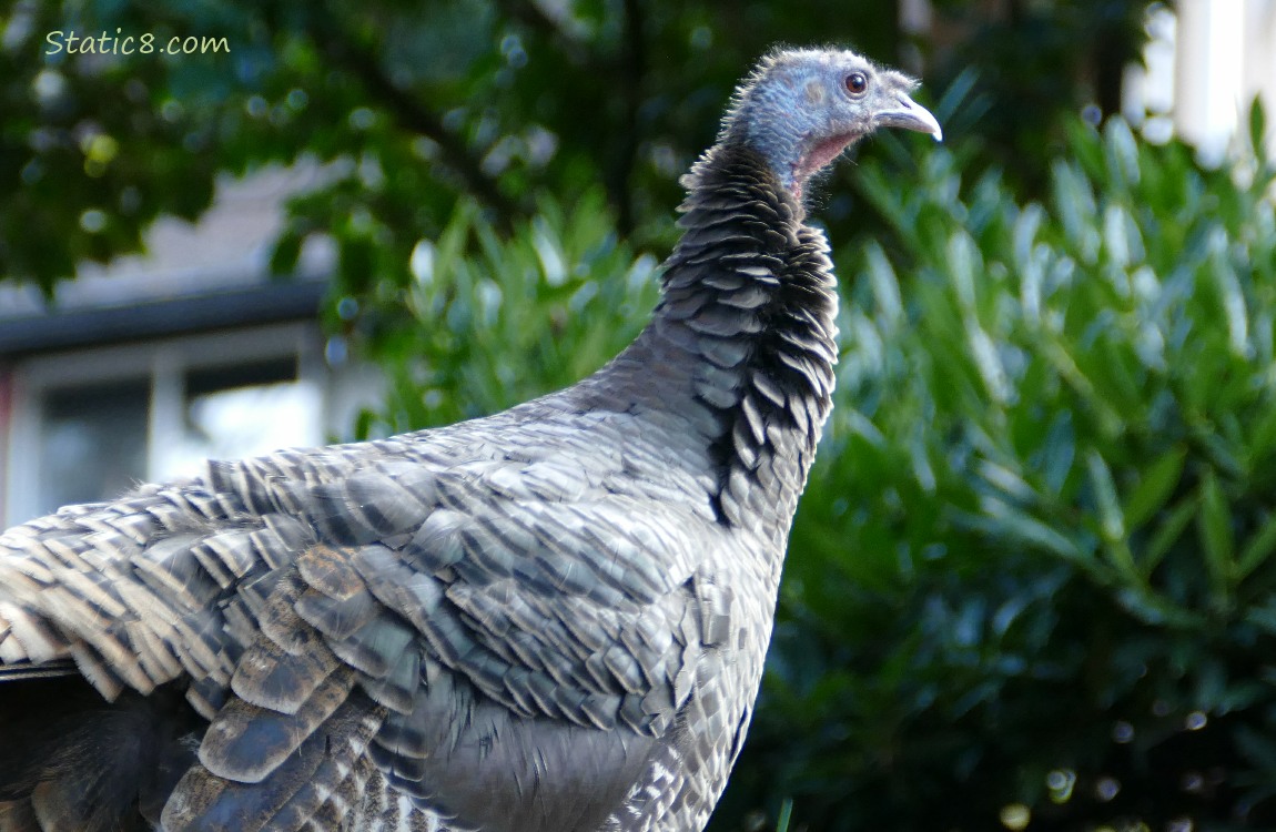 Close up of a Wild Turkey in front of a house