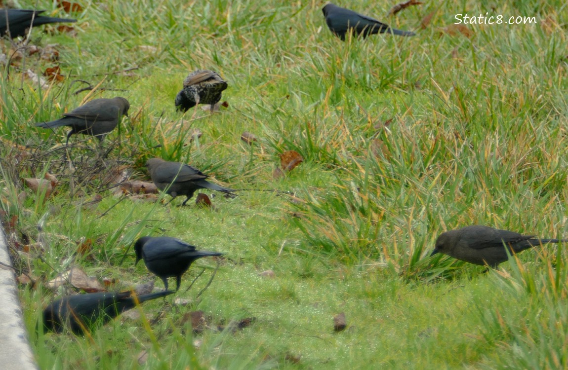 Birds pecking in the grass